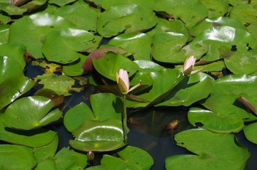 IMGP2960.JPG