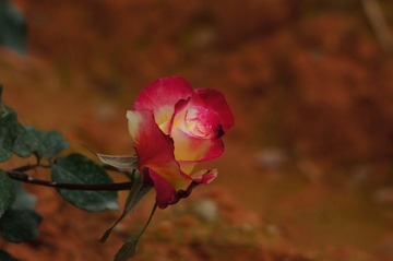 DSC02383.JPG