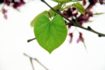 IMG_3403.jpg