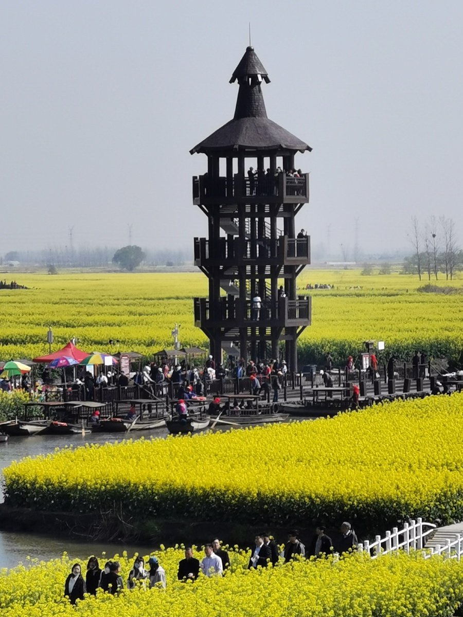 壮美千垛:世界四大花海中国兴化菜花节