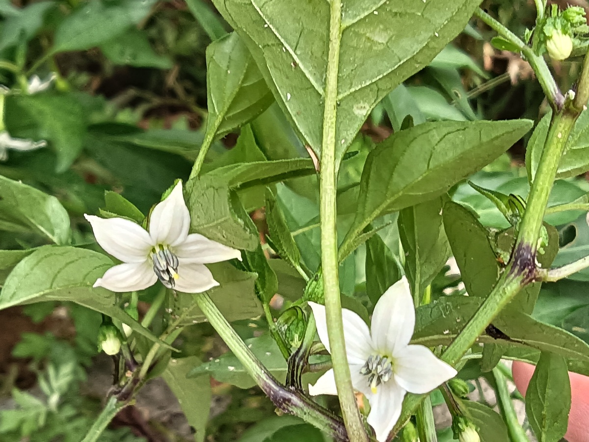 辣椒花
