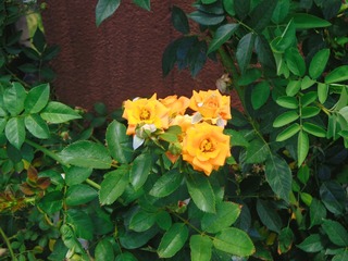 D67016B7-F3EF-4CA5-97CA-70BEBDDDF40A/L0/001