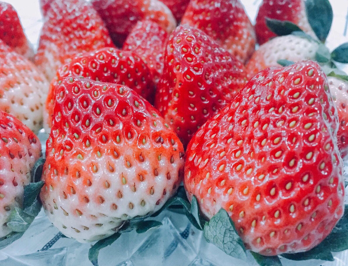 士多啤梨 ? 草莓季?