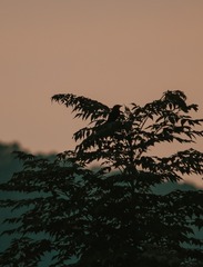 7AC35433-F666-4F7A-ACE4-BDD72973BCC1/L0/001