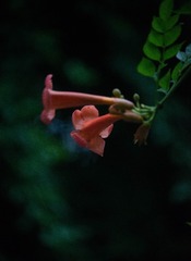 91CF2278-334E-4F17-9795-DE2D837FA1DF/L0/001