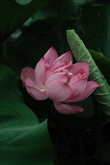 C6DA4750-D6C1-45CA-B239-9605C3D436BB/L0/001