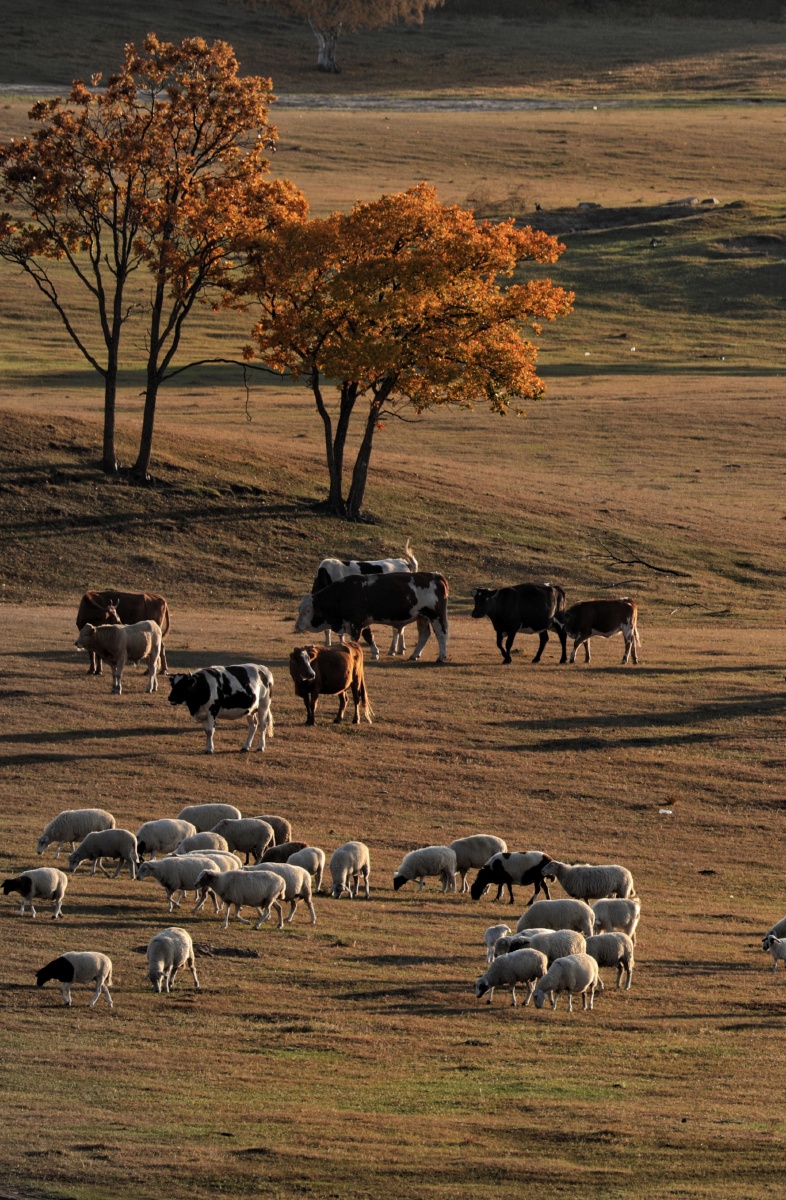 786_1200竖版 竖屏