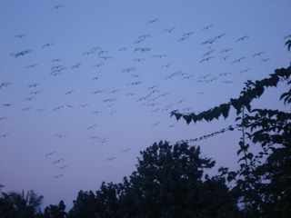 1087372