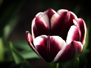 P5200771X.jpg