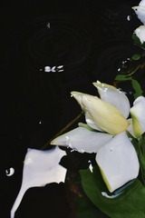 9FD2C815-896E-4841-87F9-E08D4269CAD6/L0/001