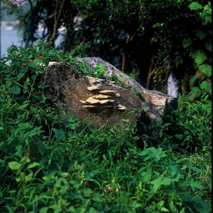 120/365<br />
鼓浪屿, Hasselblad 500C/M + CF 150/4 + Fuji RVP50, 2011/5/29