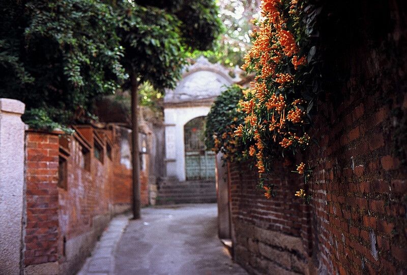 21/365<br />
花香满径 福伦达R3A + Nokton 40mm/1.4 + Fujichrome RDP3 100F 摄于2011/2/8