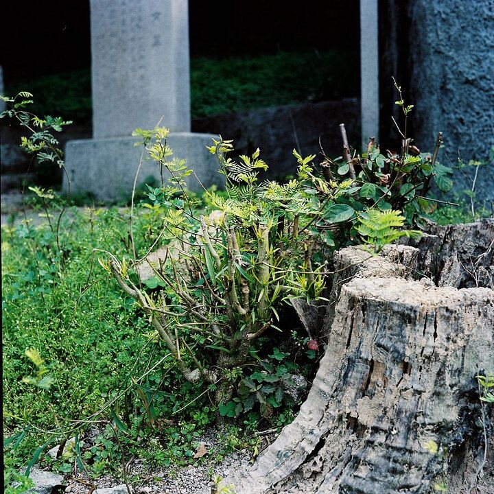 66/365<br />
鼓浪屿 Minolta Autocord + Kodak Pro 160 2011/4/3