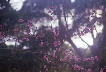 20130406.jpg