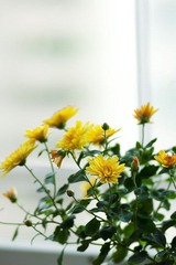 菊花2