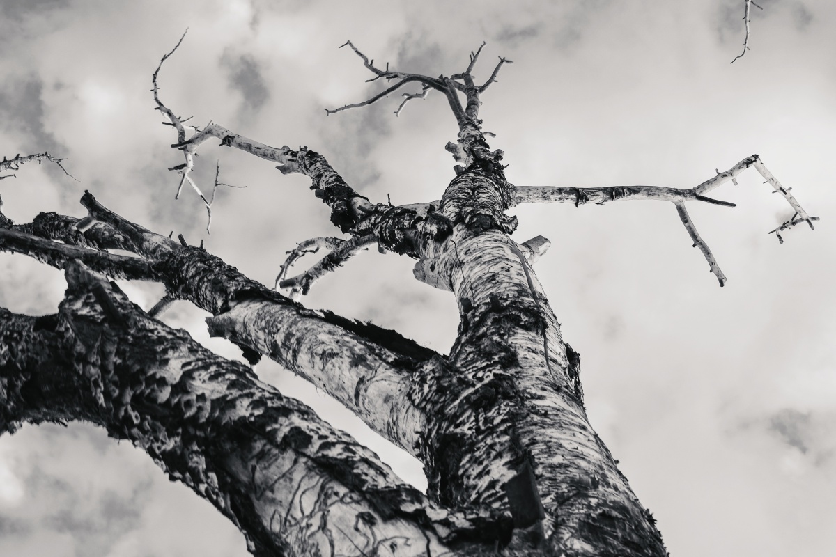 院子里的两棵枯木