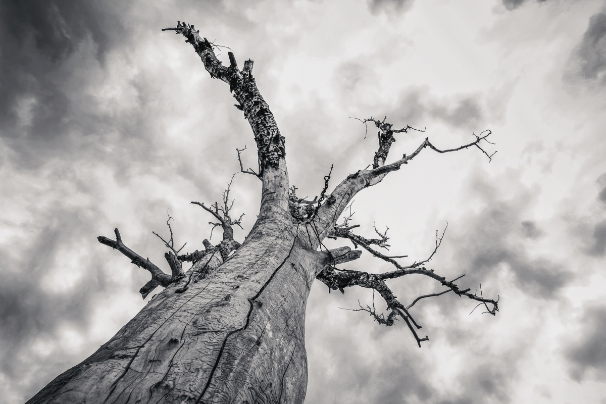 院子里的两棵枯木