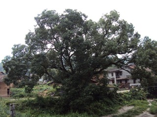 DSC02254.JPG