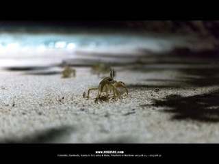SL_MD_0828_0774_1280