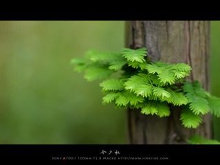 乌镇
