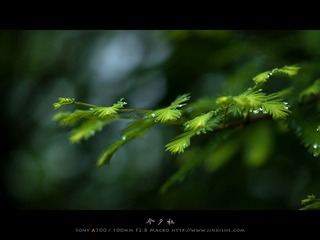 乌镇