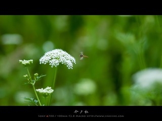 乌镇