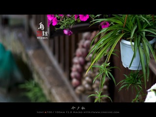 乌镇