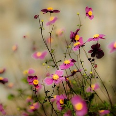 flickr favorites