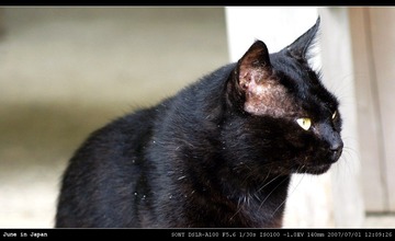 黑猫