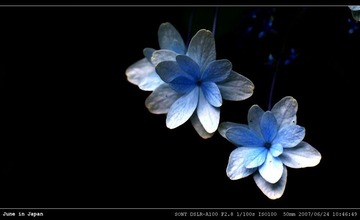 蓝色与白色的花瓣