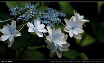 蓝色与白色的花瓣