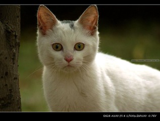 公园里的小猫