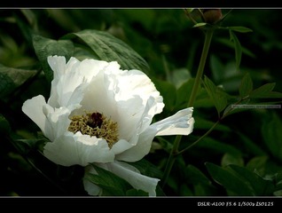 芍药