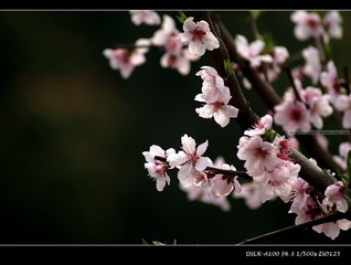 桃花