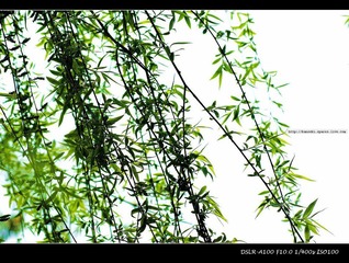 二月春风似剪刀