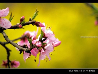 背景是金黄的油菜花