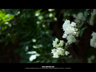 SL_MD_0825_0185_1280
