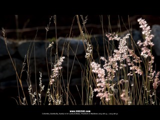 SL_MD_0825_0541_1280