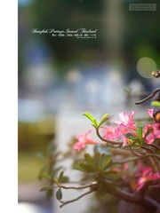 曼谷·芭提雅·沙美岛，泰国之旅