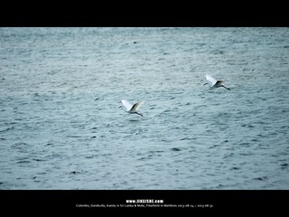 SL_MD_0826_0843_1280