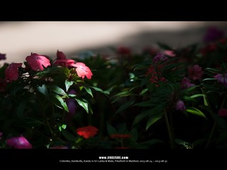 SL_MD_0827_0129_1280