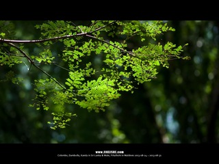 SL_MD_0827_0193_1280