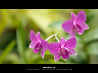 SL_MD_0827_0291_1280