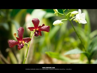 SL_MD_0827_0308_1280