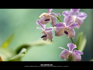 SL_MD_0827_0309_1280