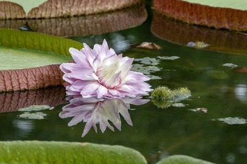 曼谷·芭提雅·沙美岛，泰国之旅