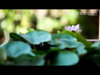 曼谷·芭提雅·沙美岛，泰国之旅