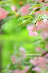 IMG_4367.JPG