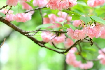 IMG_4387.JPG