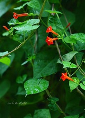 IMG_1939.JPG